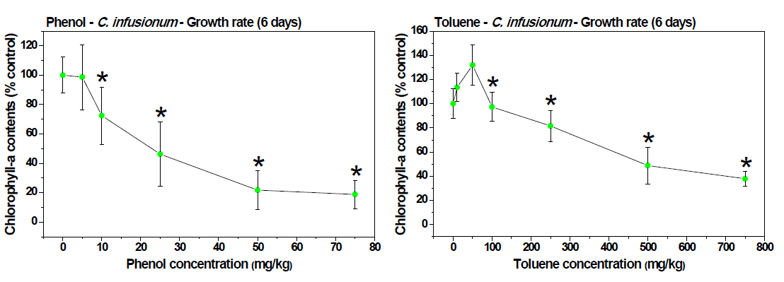 C. infusionum 의 페놀(좌) 및 톨루엔(우)의 급성 및 만성 실험 결과