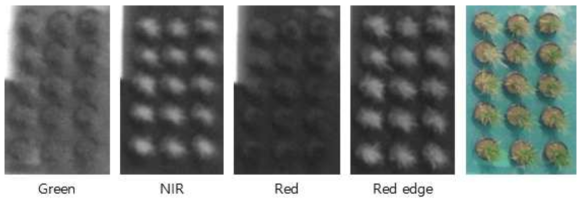 다중스펙트럼 영상을 접합하여 생성된 반사도 지도 예시 (벼 촬영)