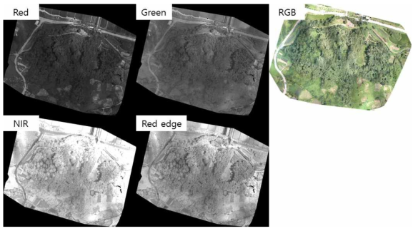 다중스펙트럼 영상을 접합하여 생성된 반사도 지도 예시 (소나무 군락 촬영)