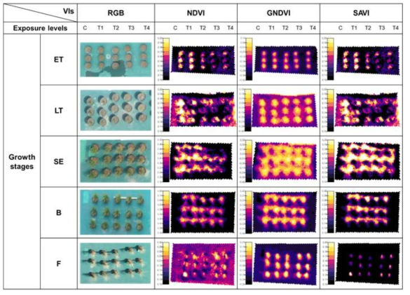 벼의 생장 단계 및 톨루엔 노출 농도에 따른 식생 지수 지도