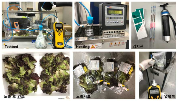 육상식물(상추)의 벤젠 노출진단을 위한 실험 단계