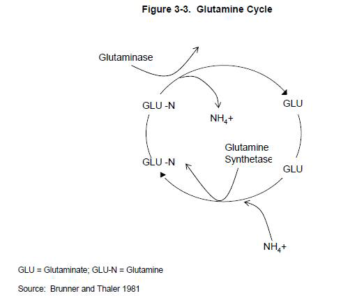 글루타민 주기 (출처: ATSDR, 2004, Toxicological Profile for Ammonia, 페이지 80)