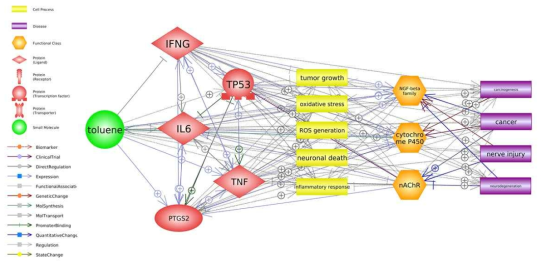 톨루엔의 포괄적 인체영향 중심 네트워크 분석 결과