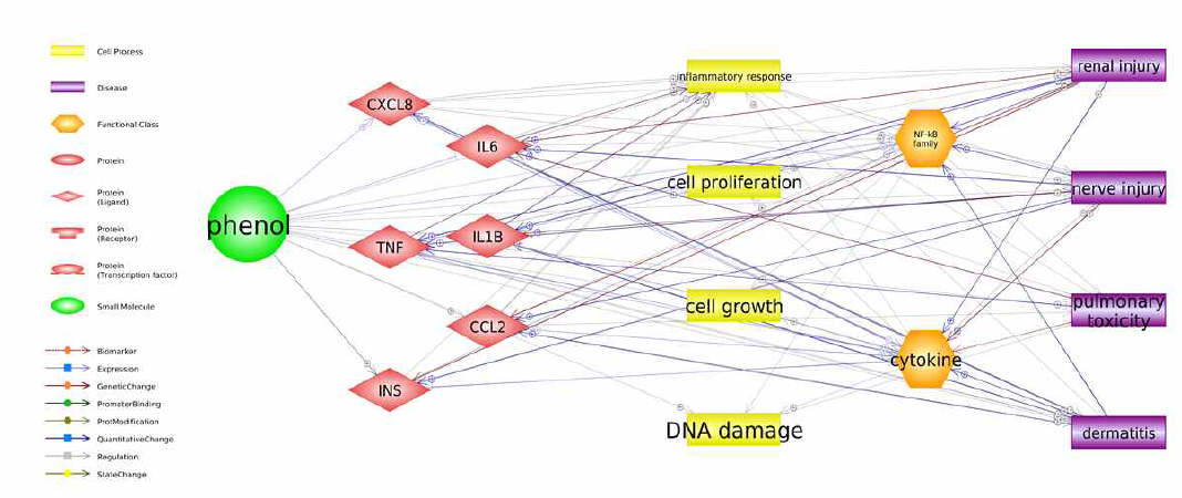 페놀의 포괄적인 인체영향 중심 네트워크 분석 결과