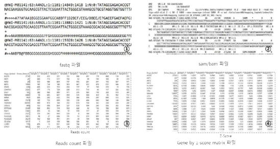 RNA Seq 전처리과정에서 생성되는 파일 예제