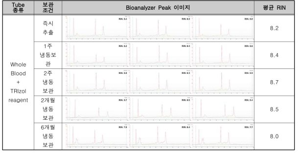 전혈 + TRIzol reagent (invert) 보관 조건의 RNA 추출 정성 결과