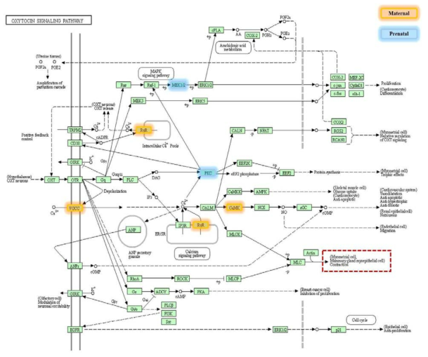 엄마 및 아기 기작 모두에 의해 조절되는 oxytocin signaling pathway