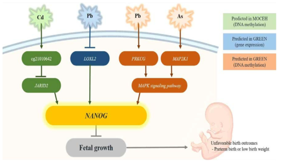 환경유해인자(중금속) 노출의 의해 발현이 조절되는 유전자 및 다양한 경로