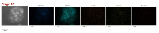 Stage 12에서 포집된 입자 상 물질의 SEM 및 EDS 측정 결과