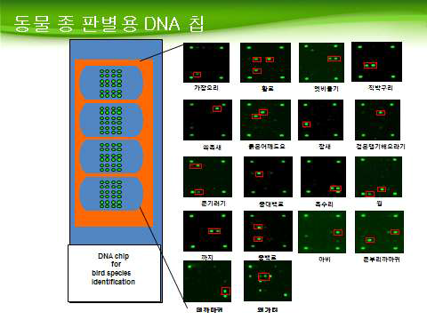 책임자 선행연구 내용: 국내 조류 18종 판별 DNA chip