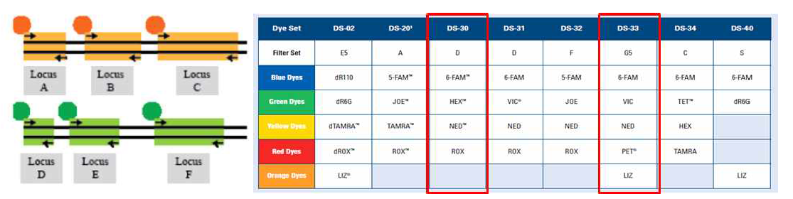 PCR을 이용한 STR Genotyping 분석법(좌), 분석을 위한 Dye set(우)