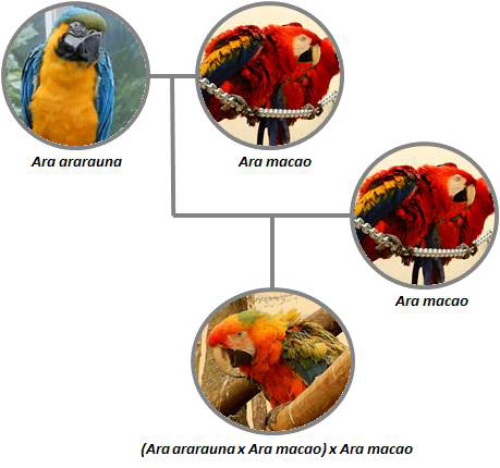 카멜롯매커우{(Ara ararauna x Ara macao) x Ara macao}부모 종 및 잡종의 관계 모식도