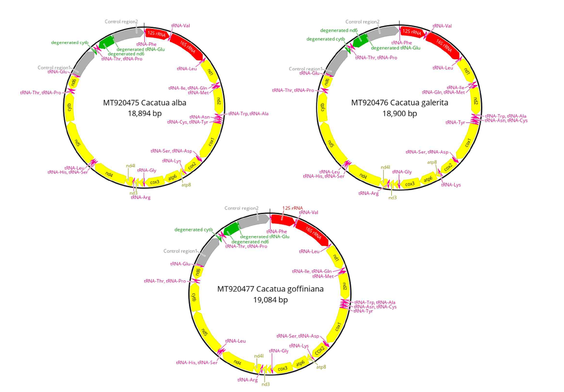 Cacatua 3종의 미토콘드리아 유전체 정보