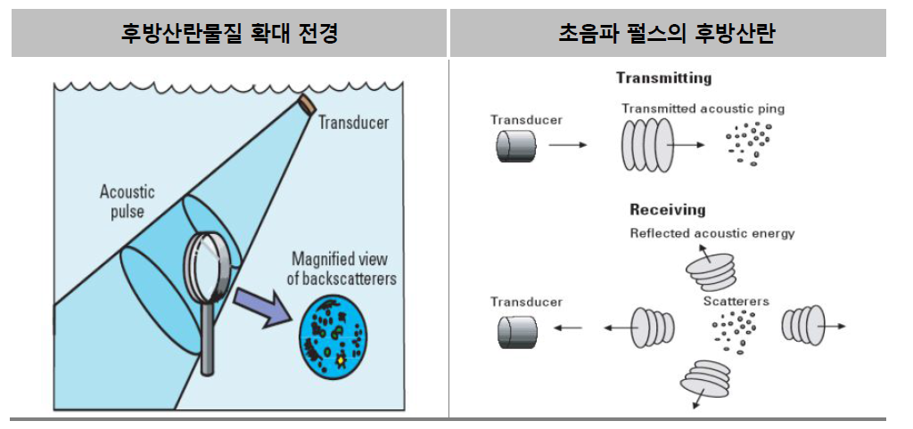 초음파 후방산란의 특성