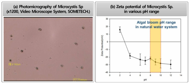 Characteristics of Alage(Microcystis sp.)