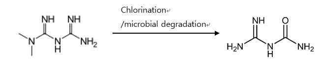 Metformin 분해물인 guanylurea
