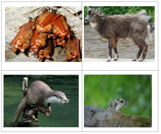 울음소리 DB확보가 시급한 포유류(멸종위기 야생동물 1급), 좌측 상단부터 붉은박쥐, 산양, 수달, 하늘다람쥐