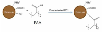 바이오매스 표면의 PAA 개질 모식도