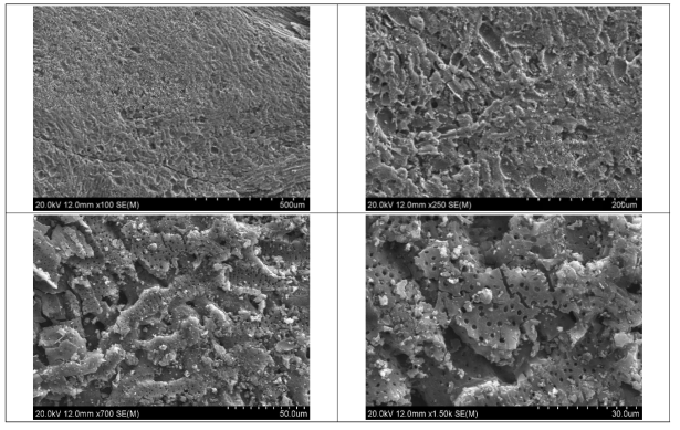 G-B 폐활성탄 시료의 주사전자현미경(SEM) 사진