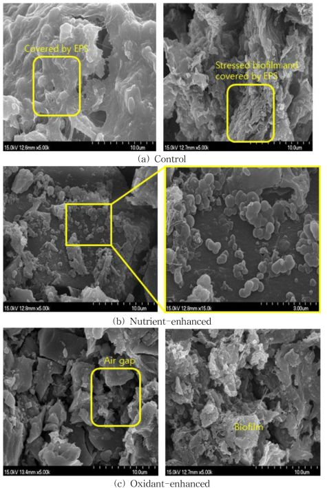 FE-SEM analysis of BAC in column (15.0kV, 5000, 15000배) (계속)