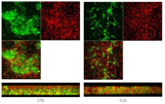 미생물 성장억제제 유무에 따른 분리막 표면의 CLSM 분석 결과; (가) control (나) with CS/BS
