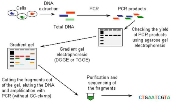 DGGE (Denaturing Gradient Gel Electrophoresis) 진행 과정