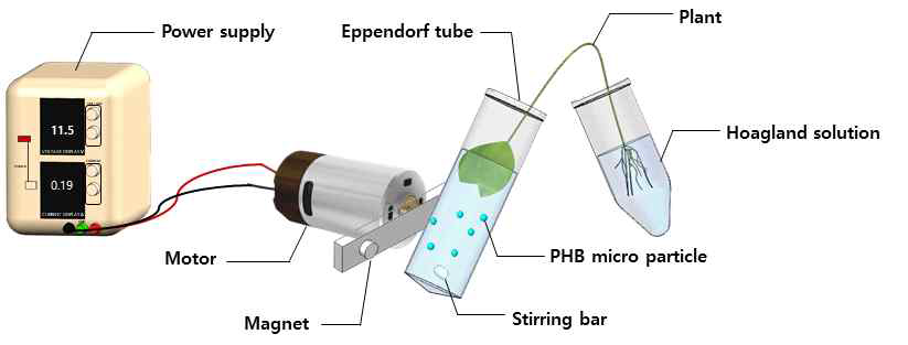 식물 내 입자 거동 확인을 위한 실험 모식도