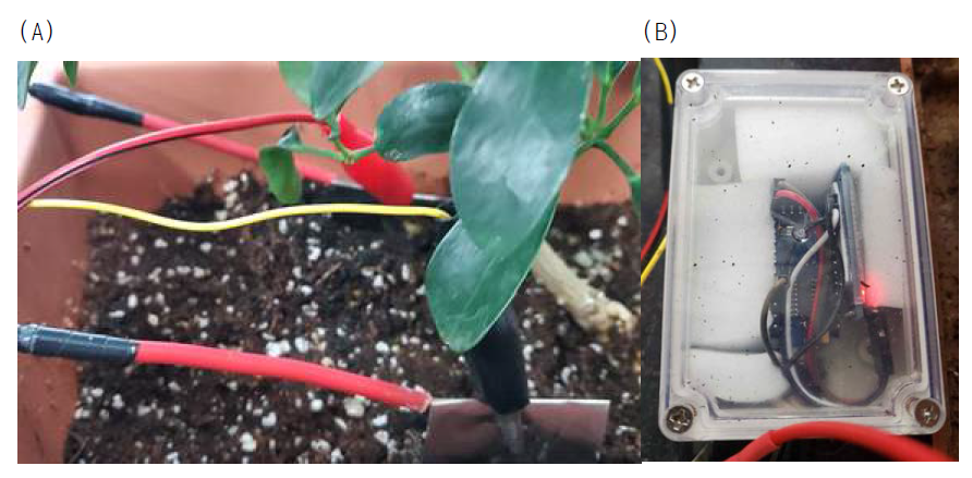 식물 활성도 측정을 위한 전극 설치 모습 (A) 및 전송장치 (B)