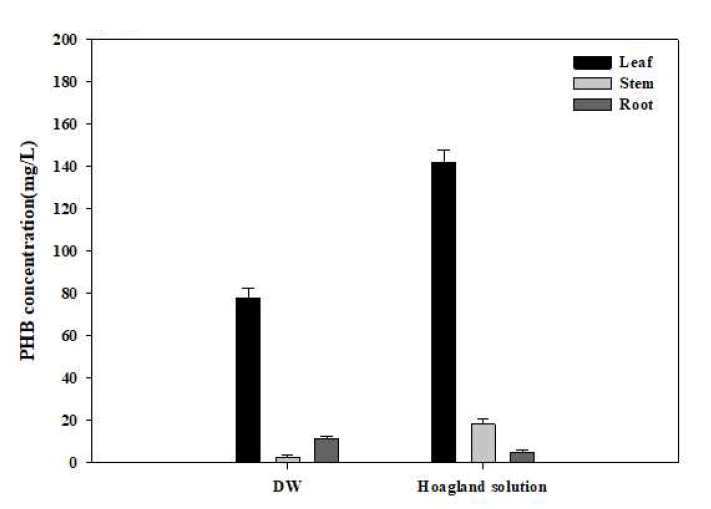 식물 급수 조건에 따른 식물 구간별 PHB 농도 결과 ([A] with illumination, [B] without illumination)