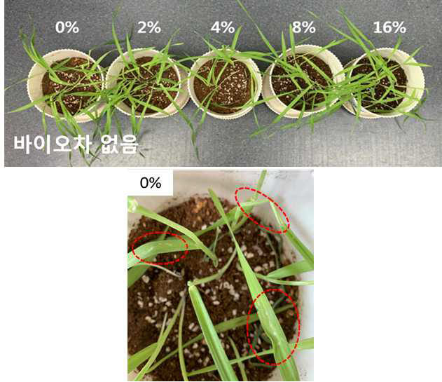 바이오차 배합률에 따른 식물 성장도