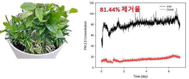 식물 생존 시 건국대 바이오 필터 시스템 시제품의 미세먼지 제거 효율