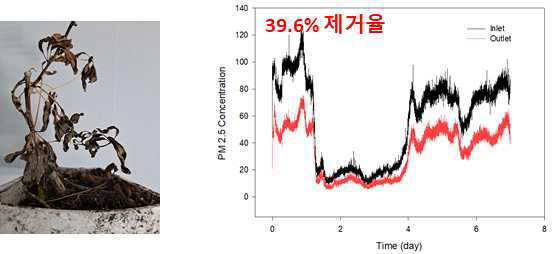 식물 고사 시 건국대 바이오 필터 시스템 시제품의 미세먼지 제거 효율