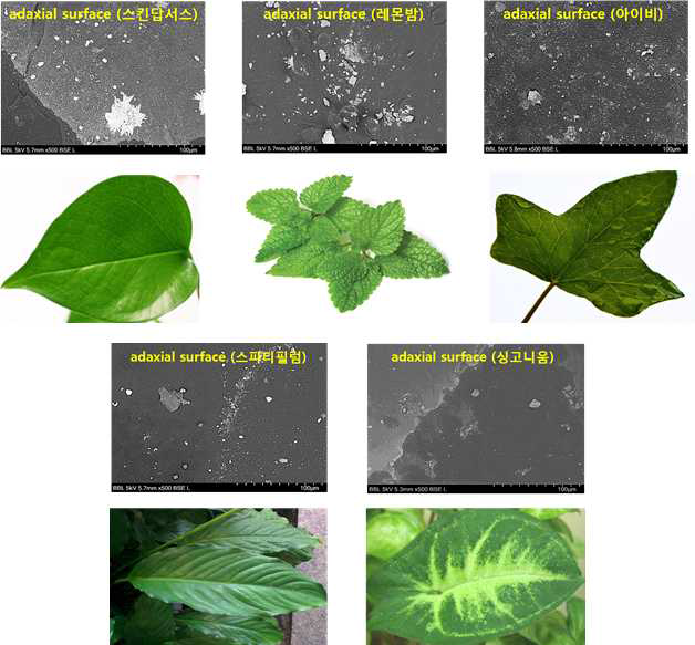 식물 잎 표면의 전자현미경(SEM) 사진 검경 결과 (500배)