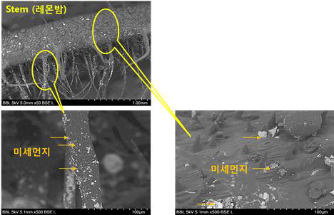 미세먼지가 흡착된 레몬밤의 전자현미경 촬영사진 (50배, 500배)