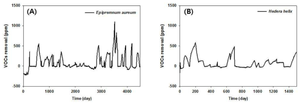 건국대학교 바이오필터 시스템을 적용한 VOCs 제거 효율 ((A): 스킨답서스, (B): 아이비)