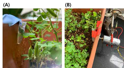 식물 내 입자 거동 확인을 위한 실험 장치