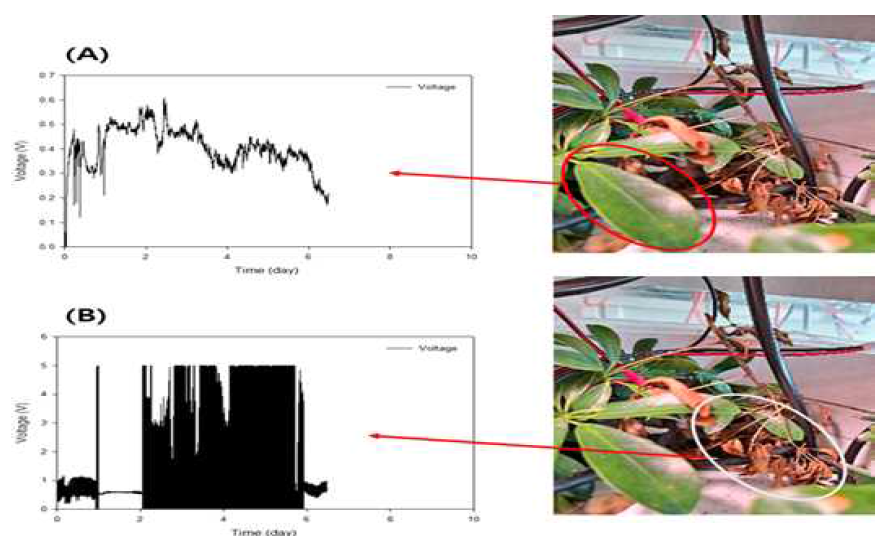 식물 활성도 측정 센서를 이용한 식물 활성도 결과를 나타낸 그래프 ((A): 정상식물의 식물 활성도 (B): 고사식물의 식물 활성도)