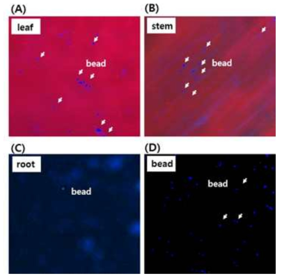 식물 내 입자의 형광현미경 사진 ((A): 잎 (B): 줄기 (C): 뿌리 (D): fluorescent bead solution)