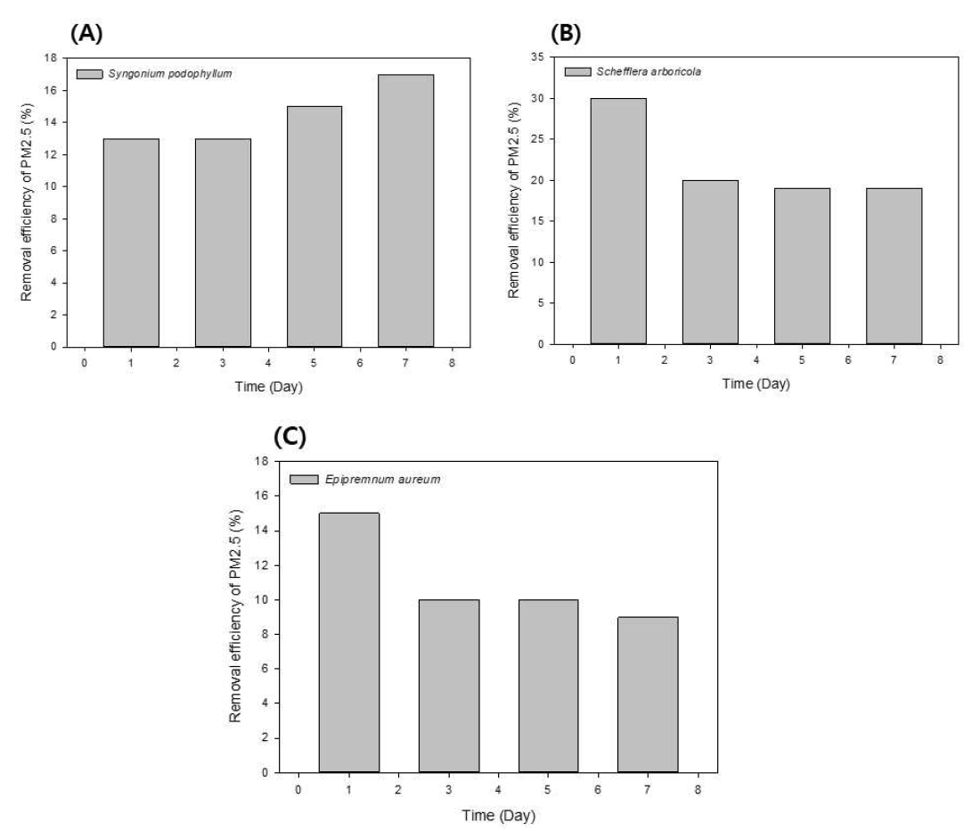 초본성 식물과 목본성 식물의 미세먼지(PM2.5) 제거율을 나타낸 결과 ((A): 싱고니움 (인공토양) (B): 홍콩야자 (인공토양) (C): 스킨답서스 (일반 배양토))