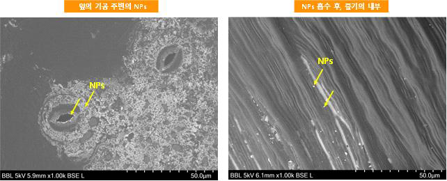 잎의 기공 주변 및 줄기 내에 존재하는 나노 파티클 (NPs)의 SEM 결과