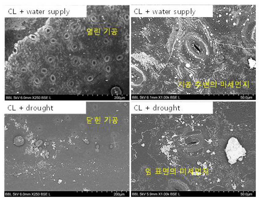 연속광원공급 (CL, Constant Light) 시, 급수 공급 유무에 따른 잎 표면의 기공 및 미세먼지의 SEM 결과 (적용식물: 자금우 (목본성 식물))