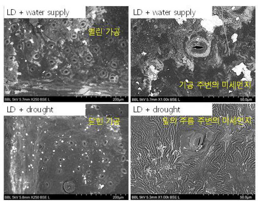 LD cycle 시, 급수 공급 유무에 따른 잎 표면의 기공 및 미세먼지의 SEM 결과 (적용식물: 자금우 (목본성 식물))