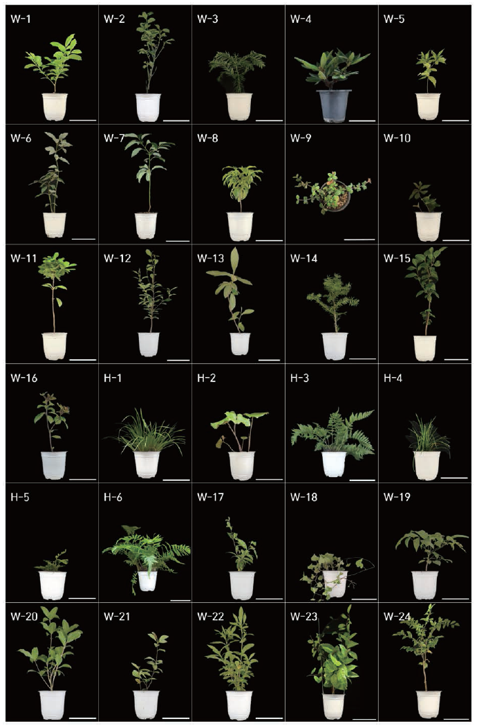 실내 저광도 생육 우수종의 미세먼지 제거능 탐색에 사용된 식물. Scale bar, 15cm