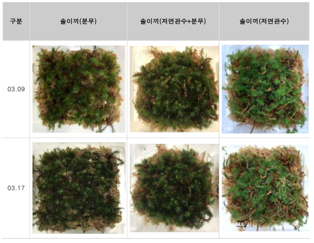03.09~03.17 이끼 관수별 생장과정