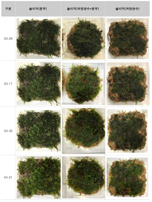 03.09~04.01 이끼 관수별 생장과정