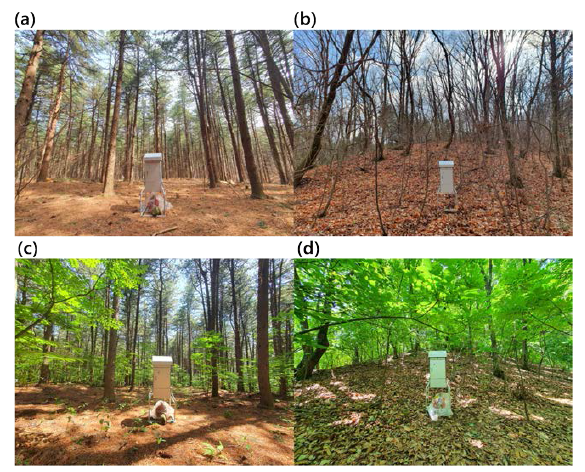 태화산 잣나무림(a, c)과 활엽수림(b, d)에 설치된 대용량 PM2.5 채취기. (a)와 (b)는 활엽수의 잎이 나기 전 3월 각각 잣나무림과 활엽수림에서, (c)와 (d)는 활엽수의 잎이 난 후 5월달에 각각 잣나무림과 활엽수림에 설치한 것임