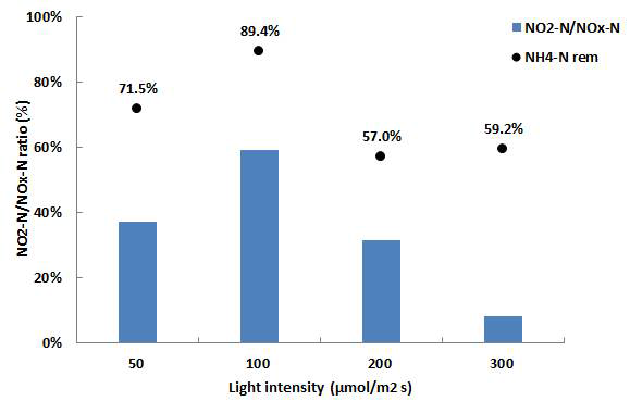 광도별 NO2 --N 축적률과 NH4 +-N 제거율