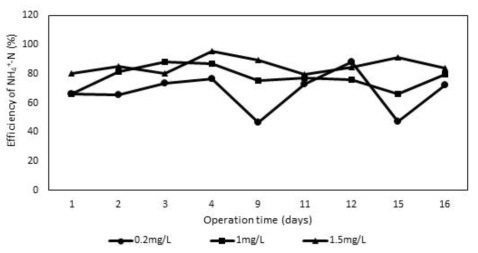 DO 농도에 따른 암모니아 산화 효율 변화