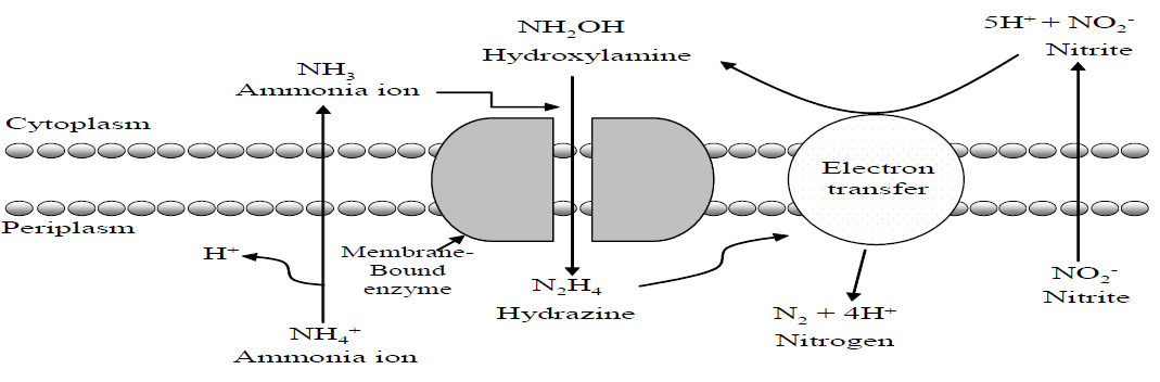 Possible pathway for Anaerobic ammonium oxidation(ANAMMOX) by the Planctomycetes