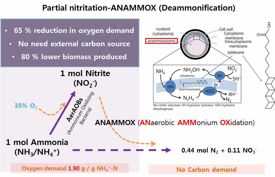 부분질산화 + ANAMMOX 공정 반응도